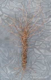 Uprooted WM