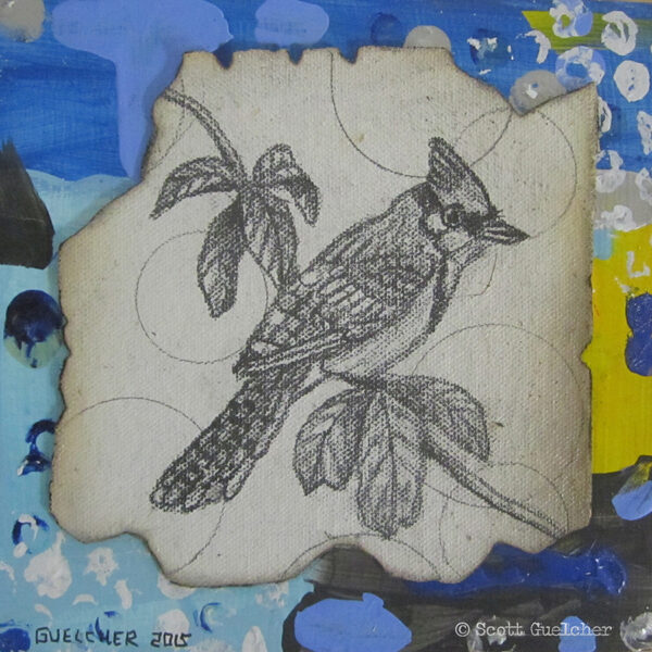 Blue Jay