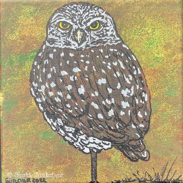 Cape Coral Burrowing Owl #2
