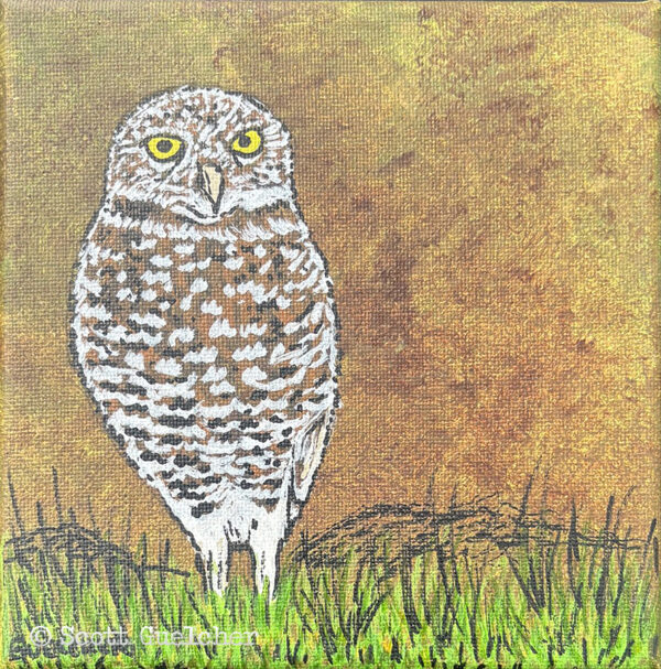 Cape Coral Burrowing Owl #3