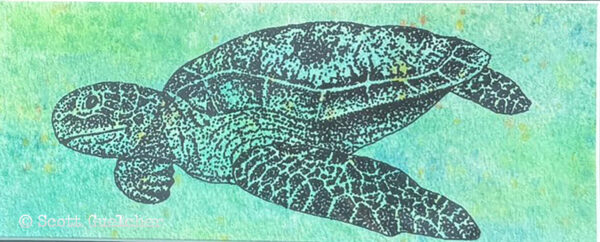 Turtle - Image 2